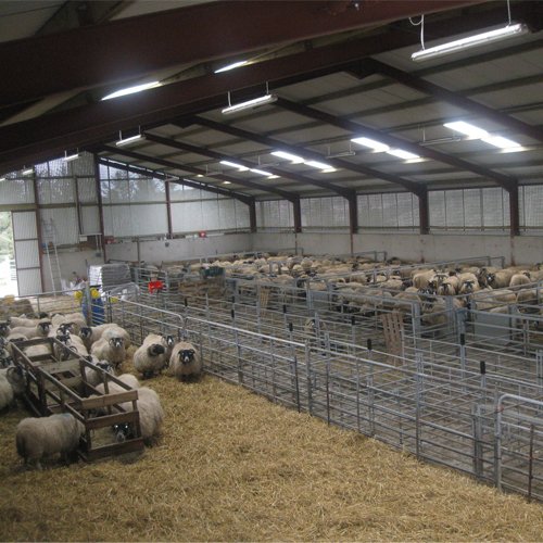 Prefabricated steel sheep farm